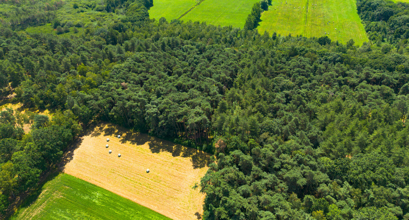 Bos te koop in Geel